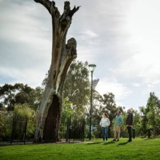 Scar Tree Walk – For Tertiary Education Groups and Organisations